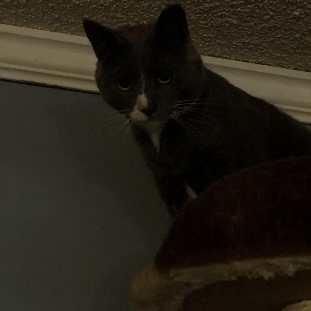 Greyjoy - Barn/Working Cat