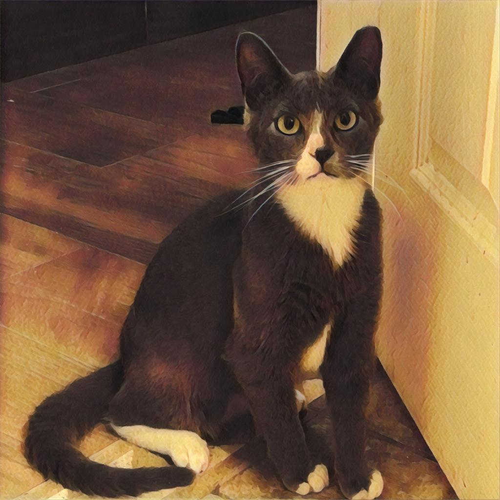 Greyjoy - Barn/Working Cat