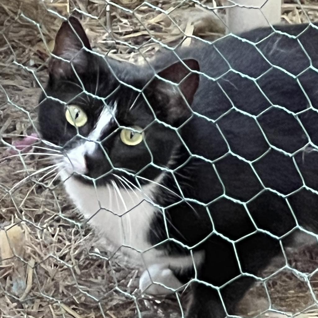 Blaze - Barn/Working Cat