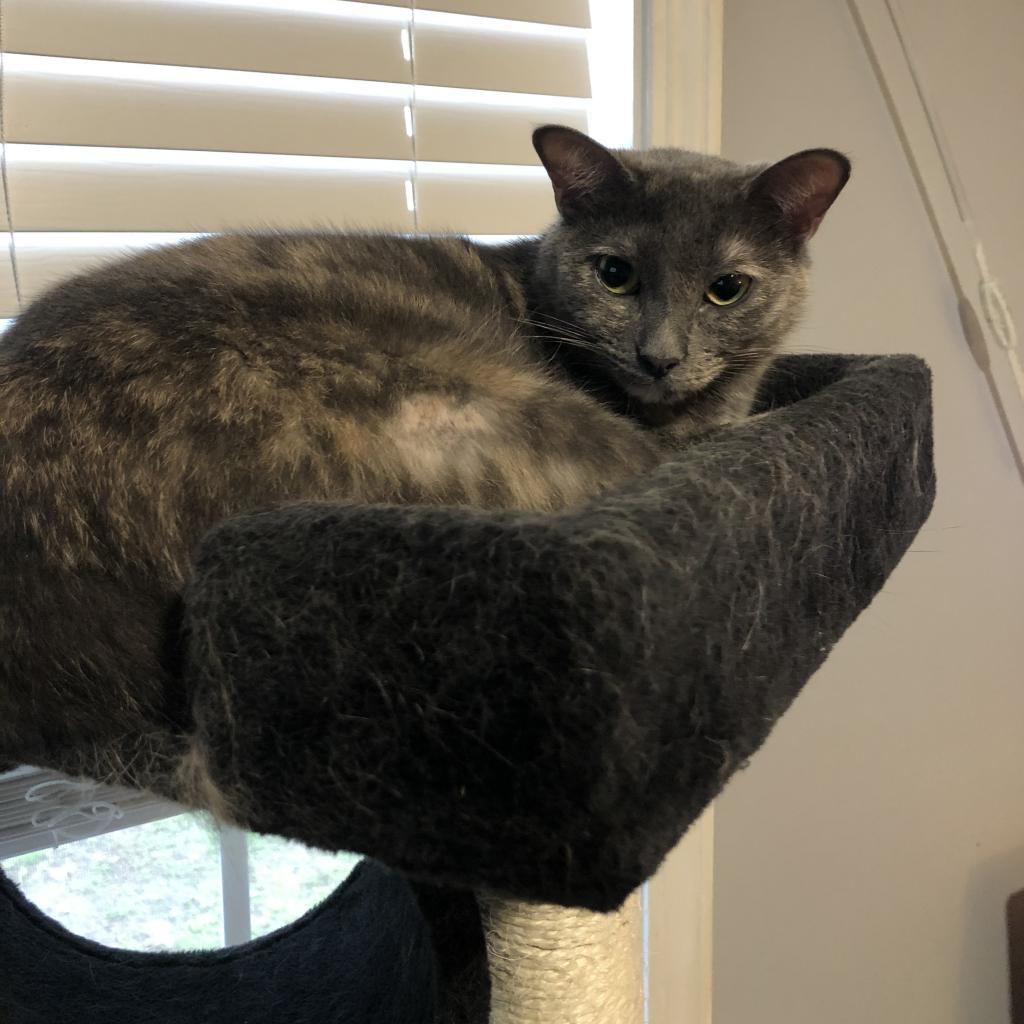 Zoey - Shy