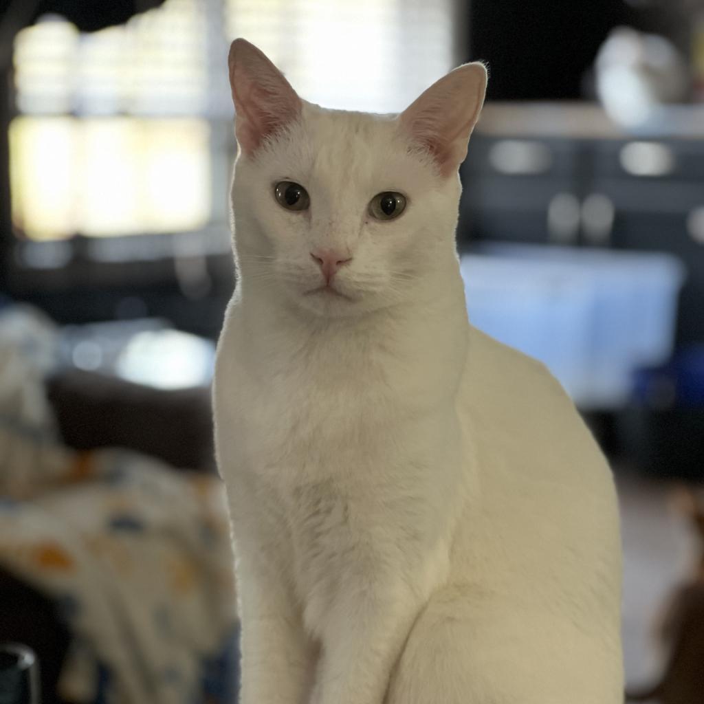 Ghost