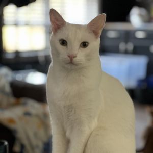 Ghost, Adult Male Domestic Short Hair