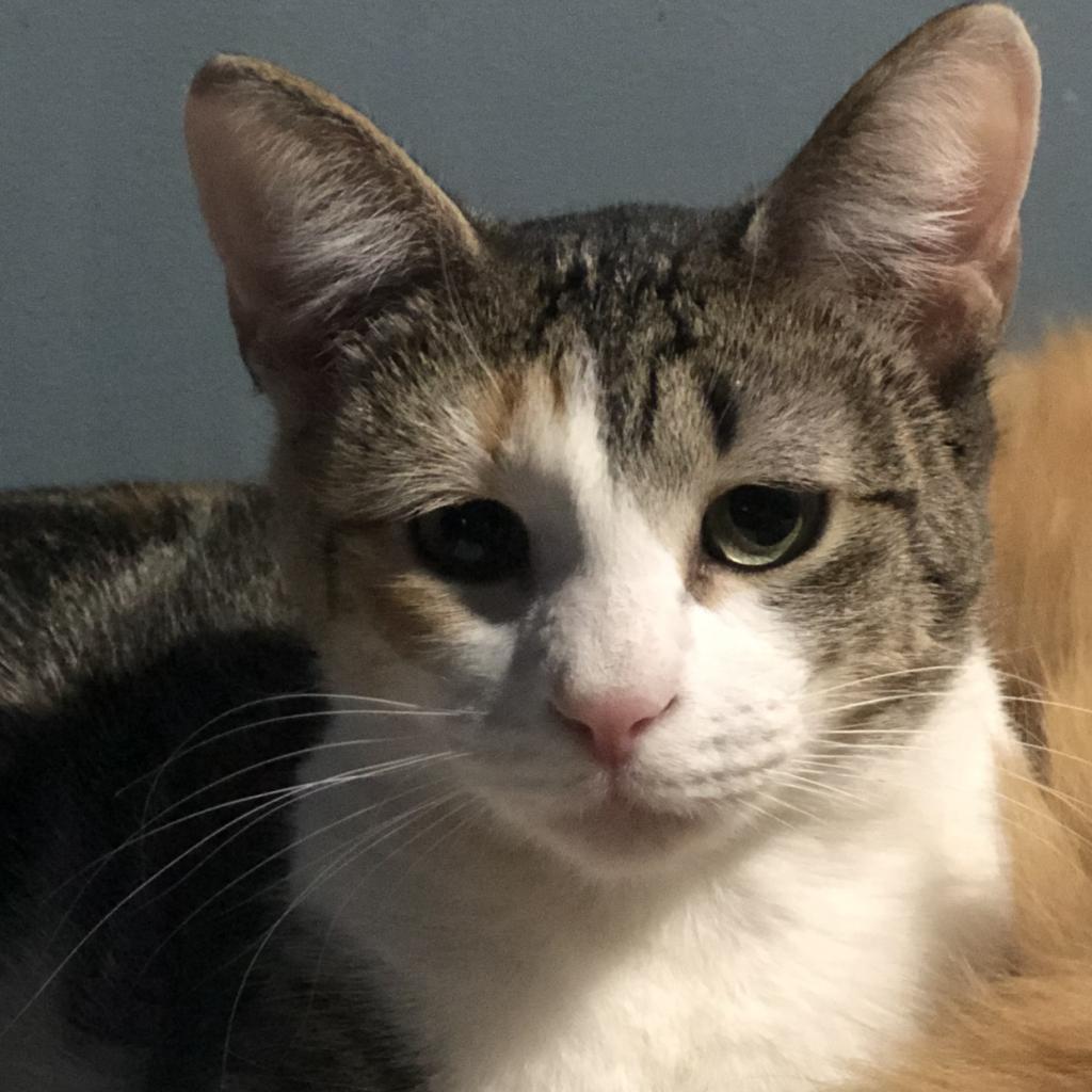Kiki - Shy