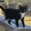 Binx - Barn/Working Cat photo 1