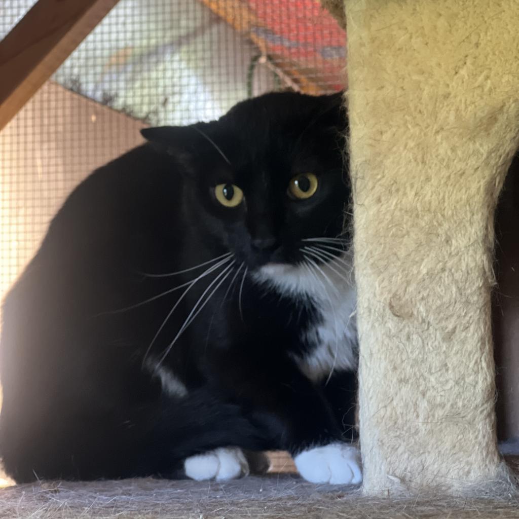 Binx - Barn/Working Cat