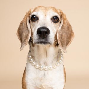 Phoebe the sweetest and sassiest senior beagle girl This 12-year-old gentle soul is looking for a 