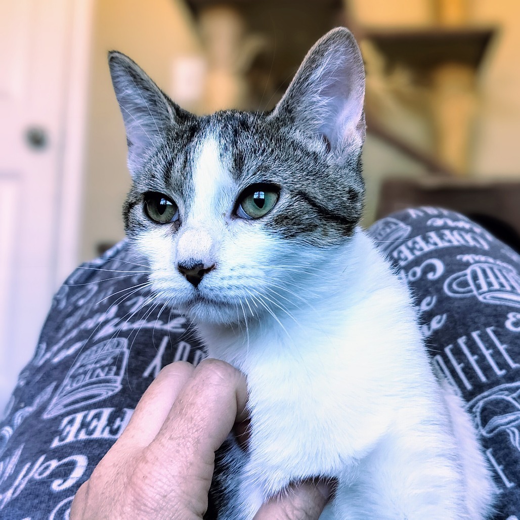 Snap, an adoptable Domestic Short Hair in Hinesville, GA, 31313 | Photo Image 1
