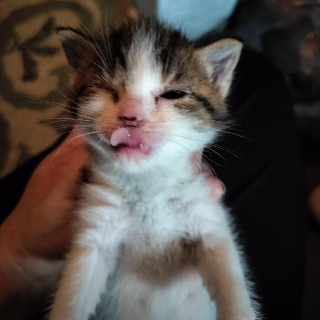 Snap, an adoptable Domestic Short Hair in Hinesville, GA, 31313 | Photo Image 2