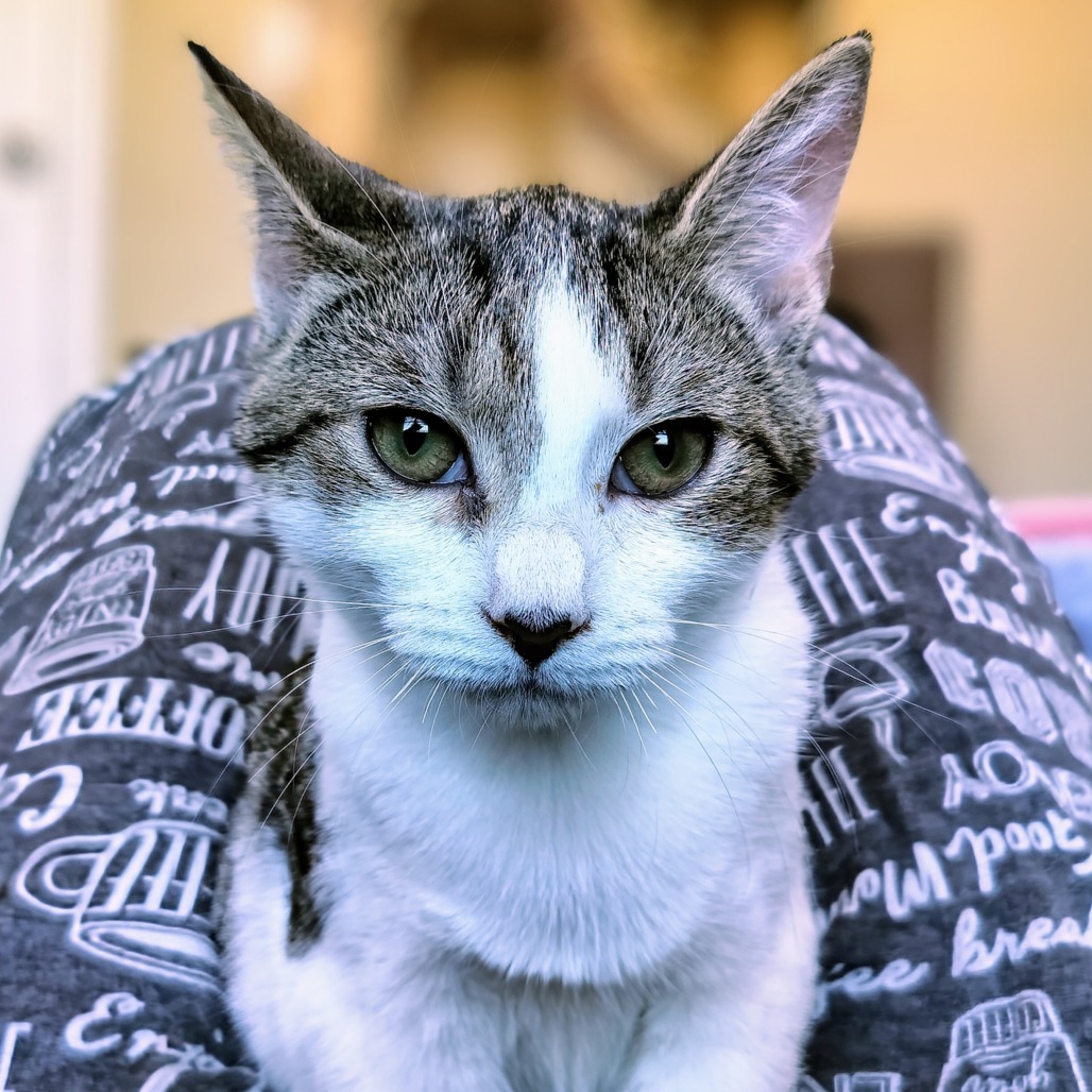 Snap, an adoptable Domestic Short Hair in Hinesville, GA, 31313 | Photo Image 3