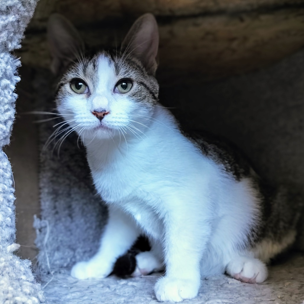 Snap, an adoptable Domestic Short Hair in Hinesville, GA, 31313 | Photo Image 4