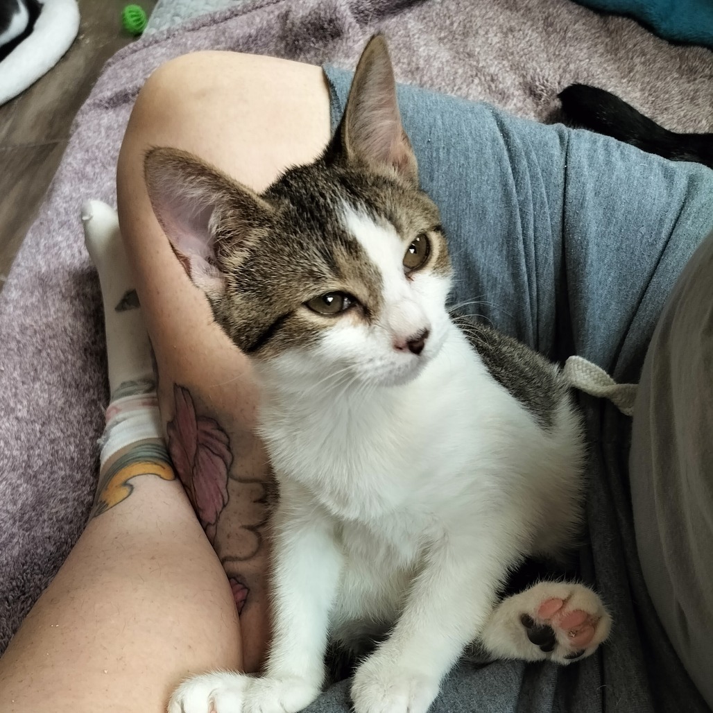 Snap, an adoptable Domestic Short Hair in Hinesville, GA, 31313 | Photo Image 5