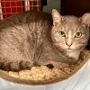 Nutmeg Hyattsville photo 4