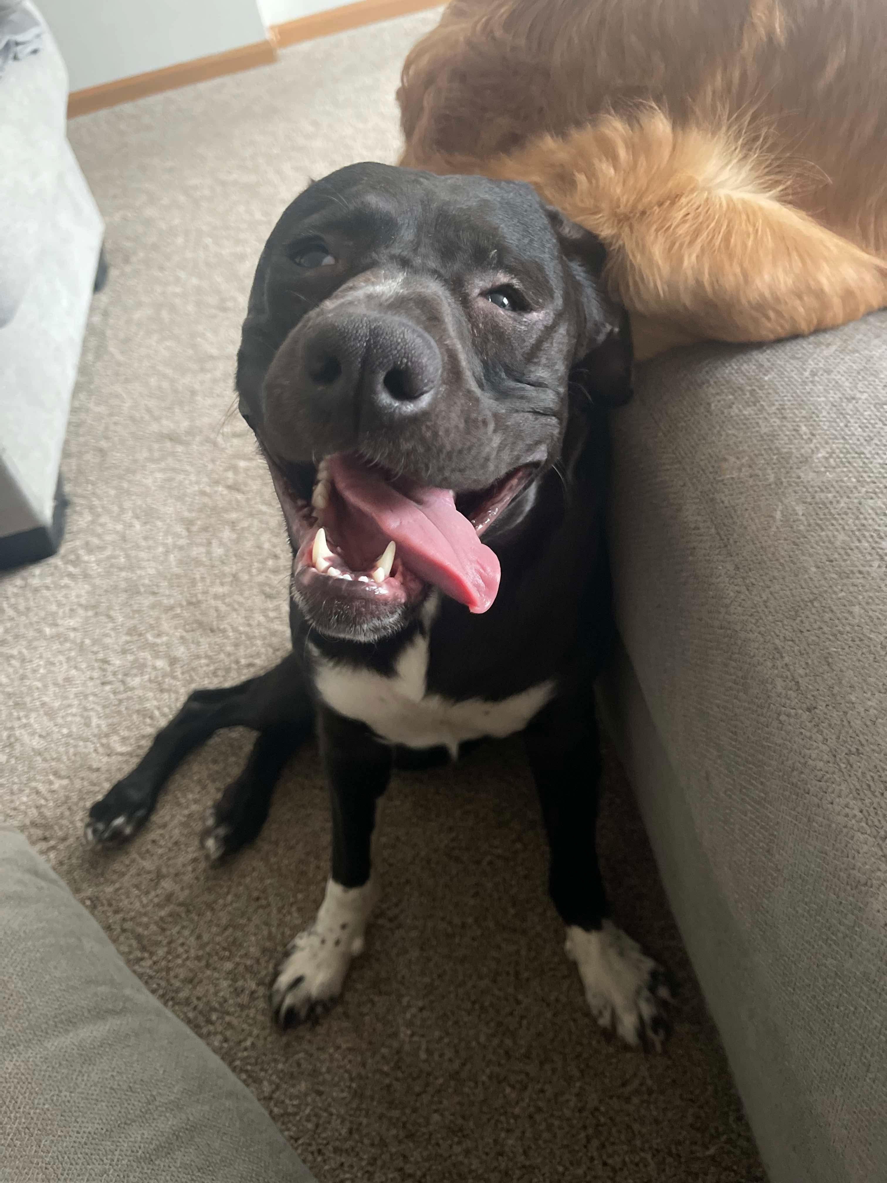 Archie
