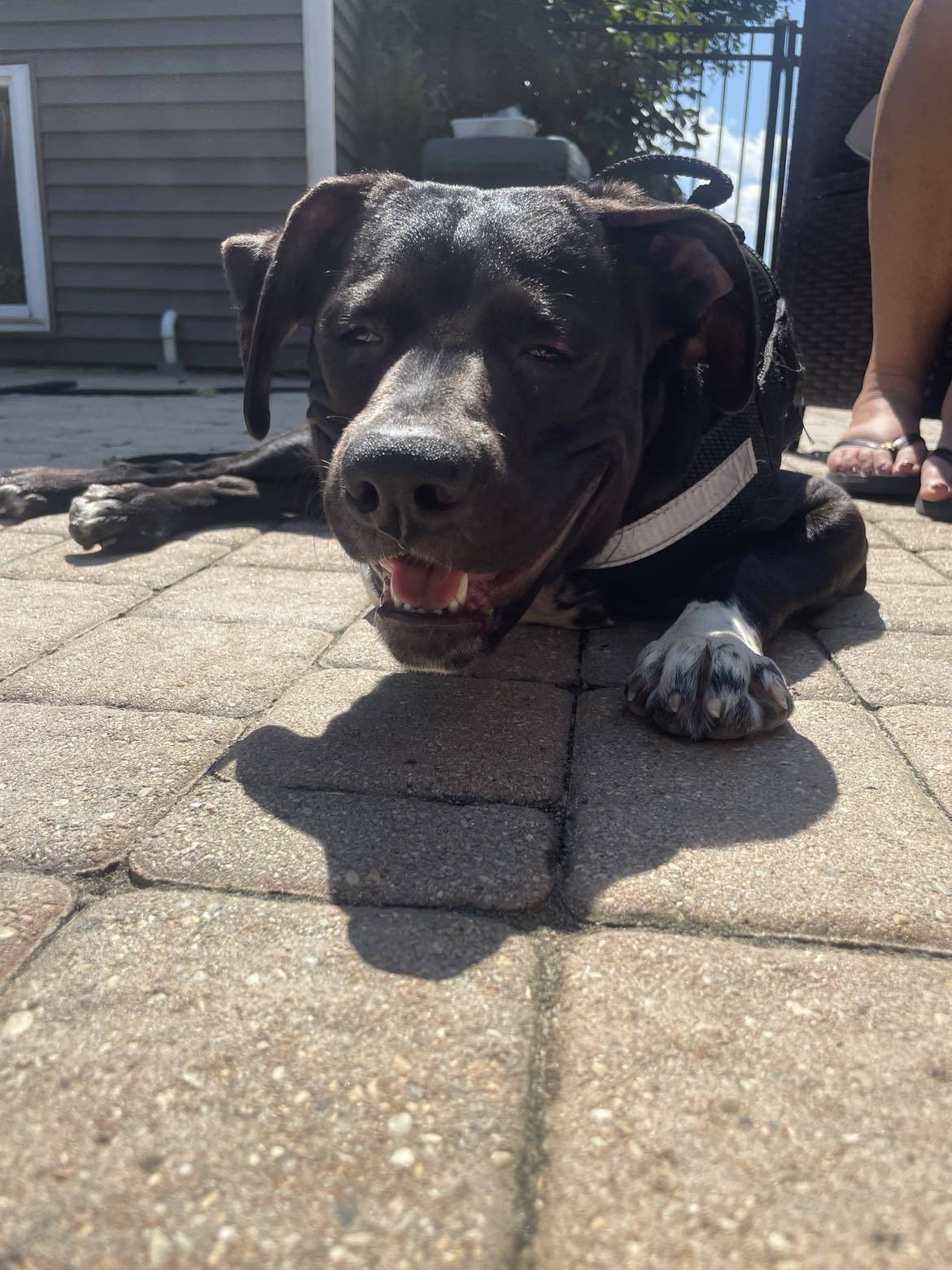 Archie