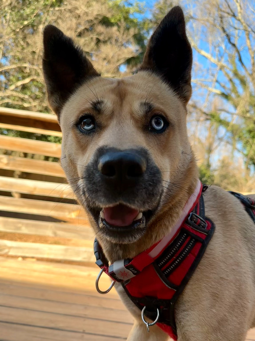Iris