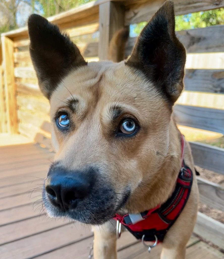Iris