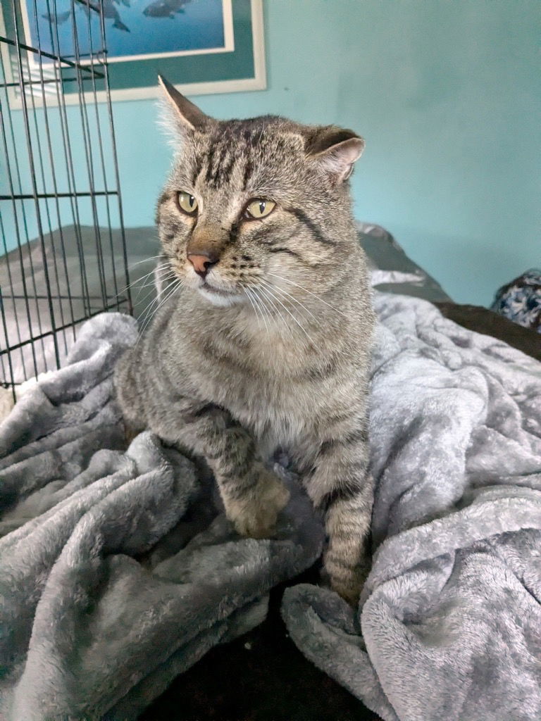 Nip - In Foster, an adoptable Domestic Short Hair in Emmett, ID, 83617 | Photo Image 1