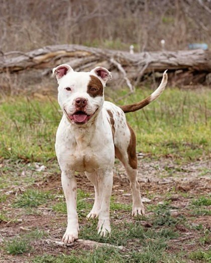 Rudolph, an adoptable Mixed Breed in Buchanan Dam, TX, 78609 | Photo Image 1