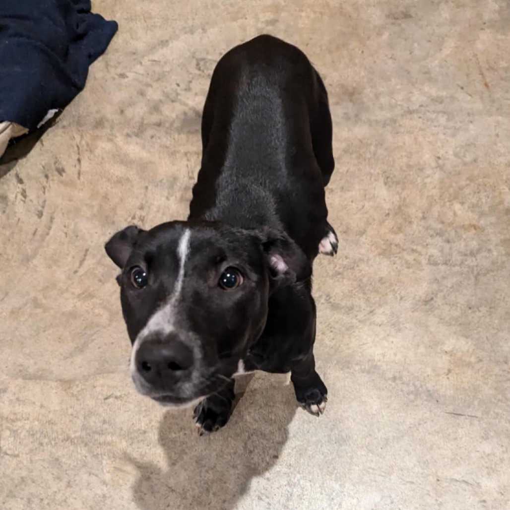 honeydew, an adoptable Labrador Retriever, Pit Bull Terrier in Tomah, WI, 54660 | Photo Image 1