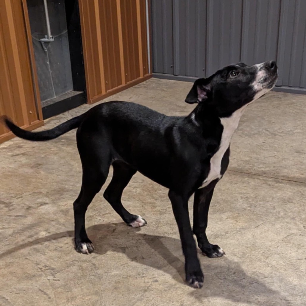 honeydew, an adoptable Labrador Retriever, Pit Bull Terrier in Tomah, WI, 54660 | Photo Image 2