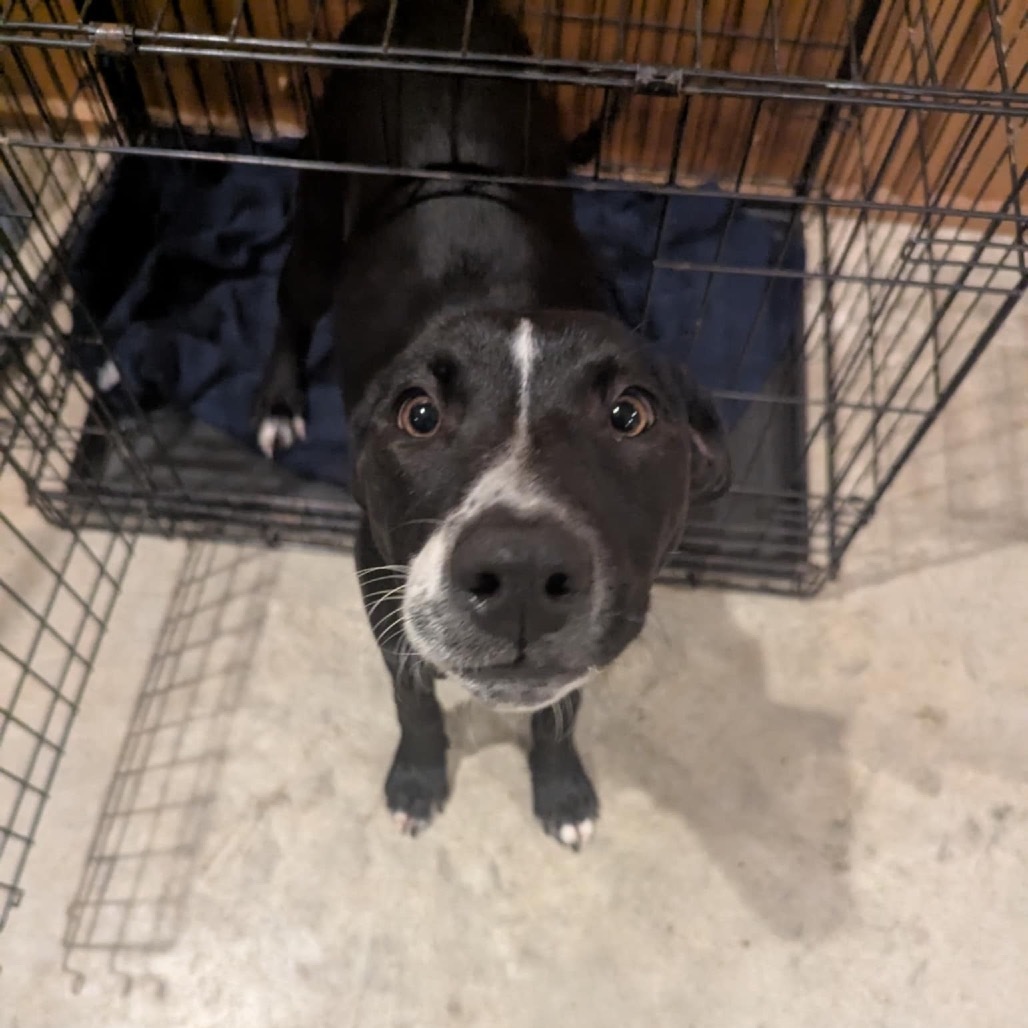 honeydew, an adoptable Labrador Retriever, Pit Bull Terrier in Tomah, WI, 54660 | Photo Image 3
