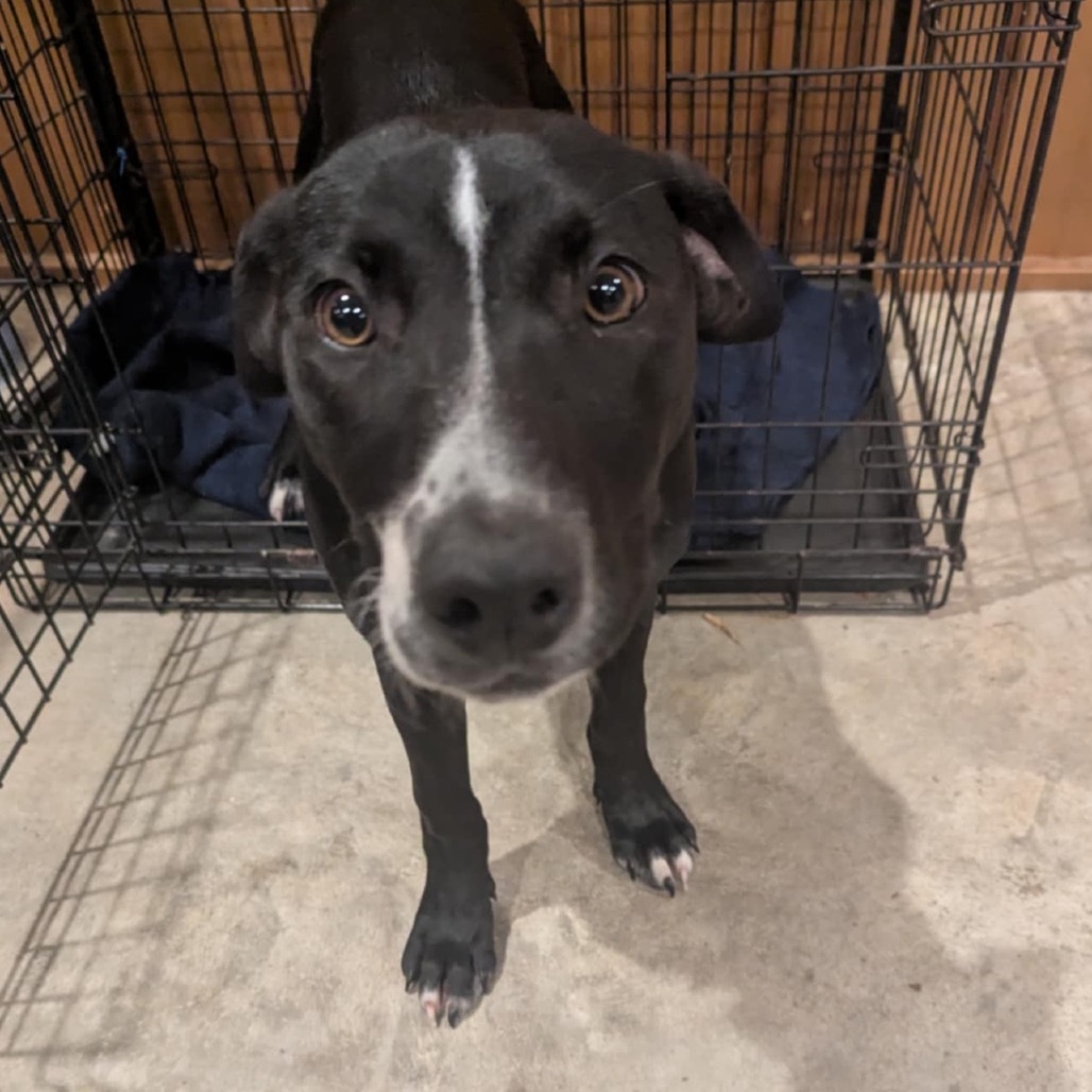 honeydew, an adoptable Labrador Retriever, Pit Bull Terrier in Tomah, WI, 54660 | Photo Image 4