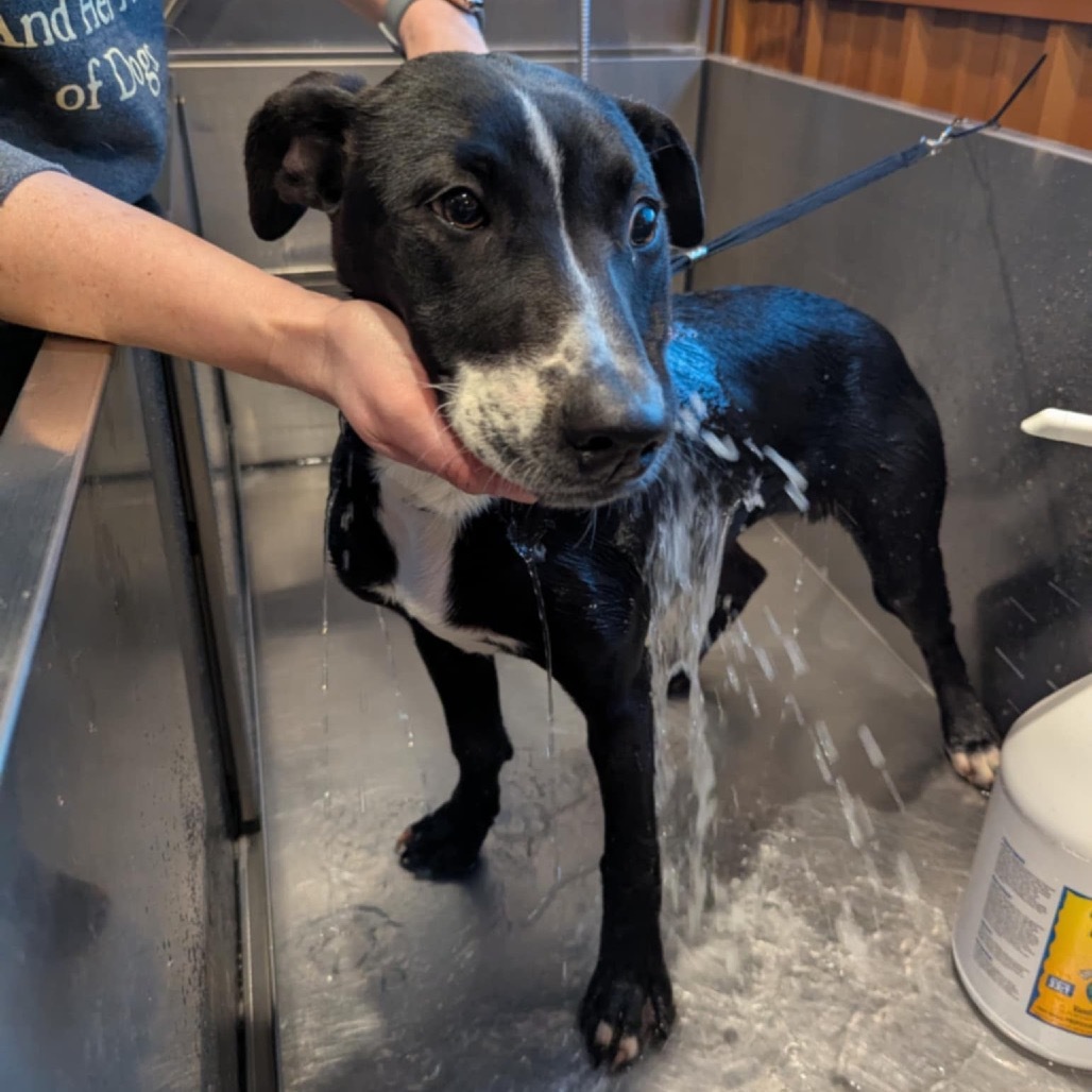 honeydew, an adoptable Labrador Retriever, Pit Bull Terrier in Tomah, WI, 54660 | Photo Image 5