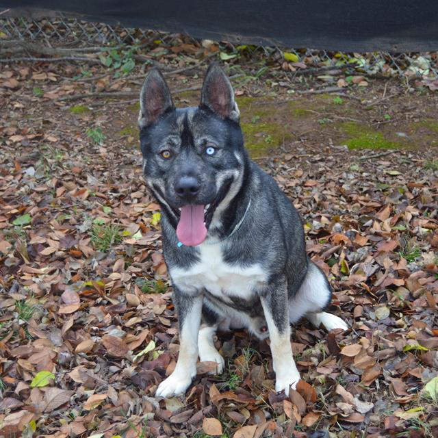 KLAUS