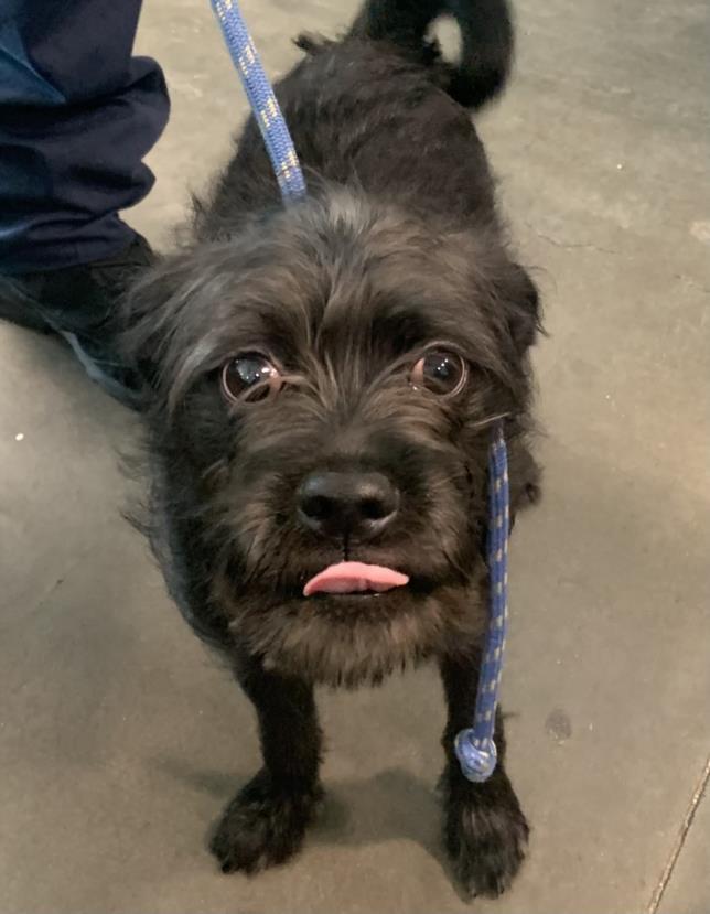 ADVENTURE, an adoptable Affenpinscher in Chatsworth, CA, 91311 | Photo Image 1