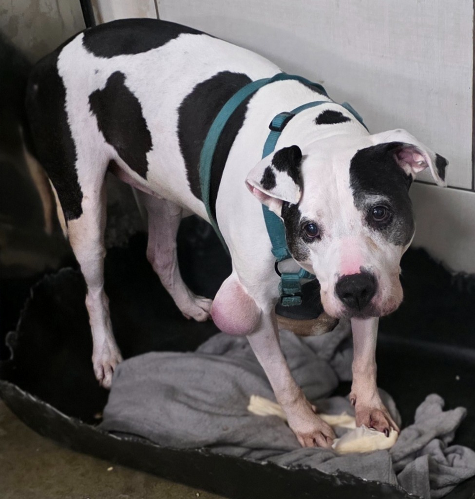 Dexter (3), an adoptable American Bulldog, Affenpinscher in Saginaw, MI, 48604 | Photo Image 1