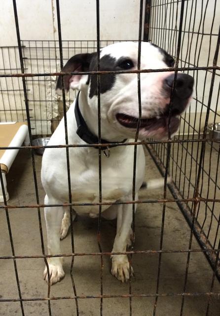 Dexter (3), an adoptable American Bulldog, Affenpinscher in Saginaw, MI, 48604 | Photo Image 2