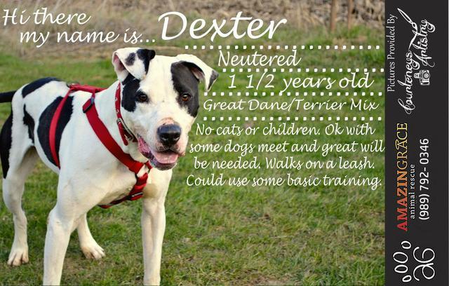 Dexter (3), an adoptable American Bulldog, Affenpinscher in Saginaw, MI, 48604 | Photo Image 3