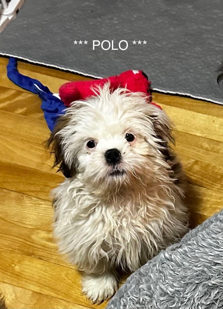 POLO