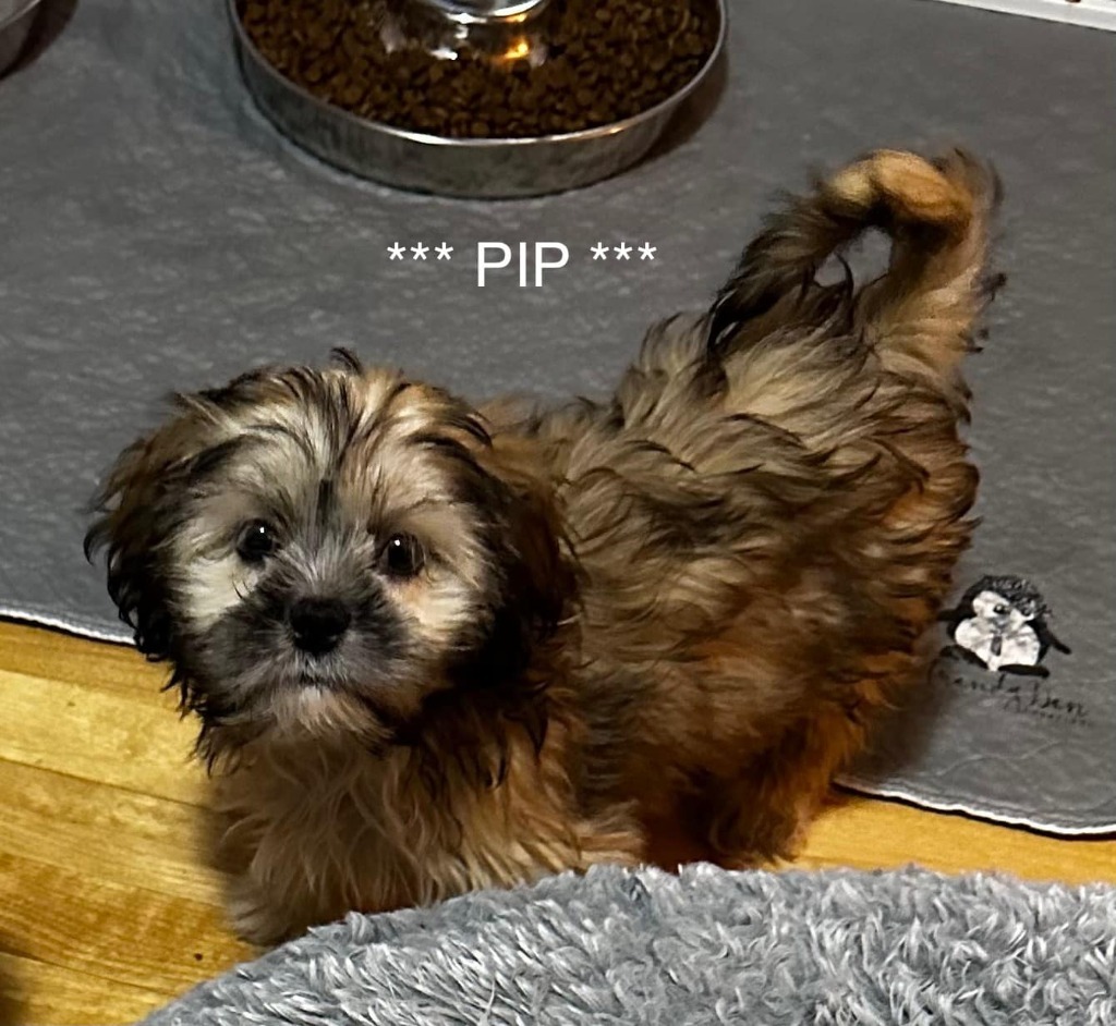 PIP