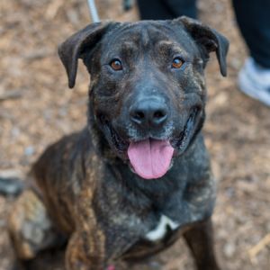 Meet Rain Forest a 3-year-old gentle giant with a heart full of love and a playful spirit This swe
