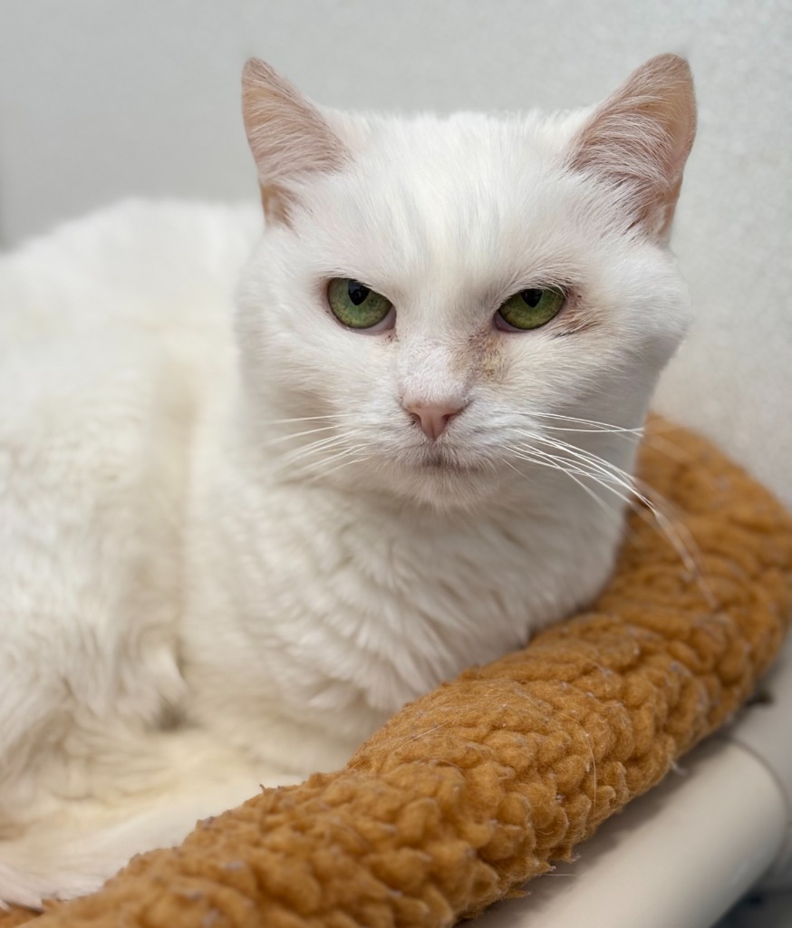 Oleander, an adoptable Domestic Short Hair in Cumberland, ME, 04021 | Photo Image 1
