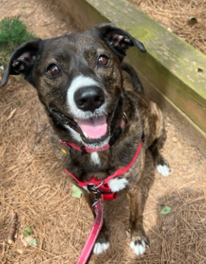 Jackson *FOSTER NEEDED TOO!