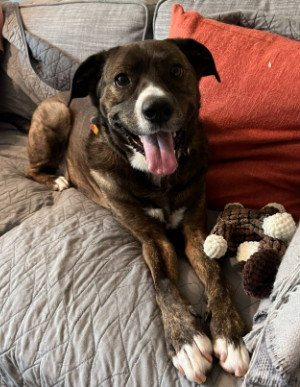 Jackson *FOSTER NEEDED TOO!