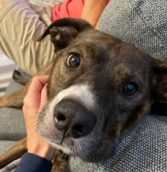 Jackson *FOSTER NEEDED TOO!