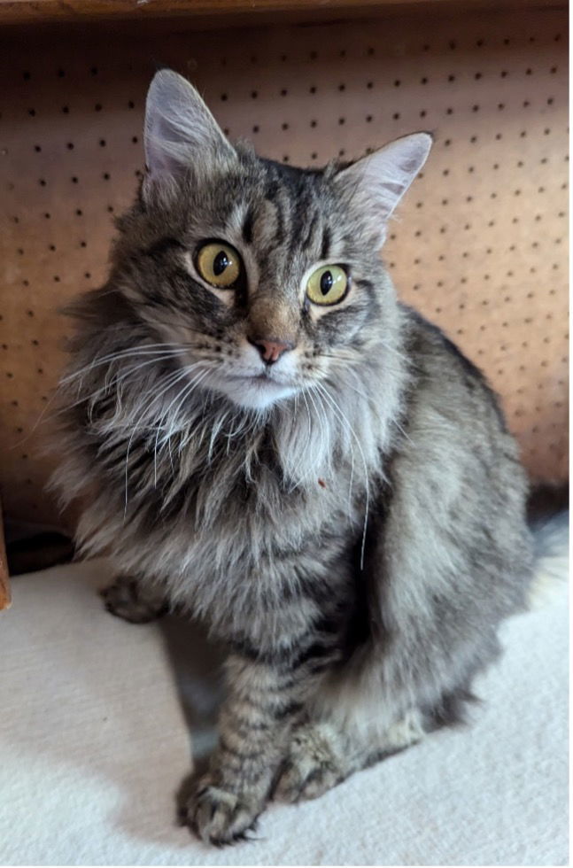 Rosie - Independent Girl, an adoptable Maine Coon, Domestic Medium Hair in San Luis Obispo, CA, 93406 | Photo Image 1