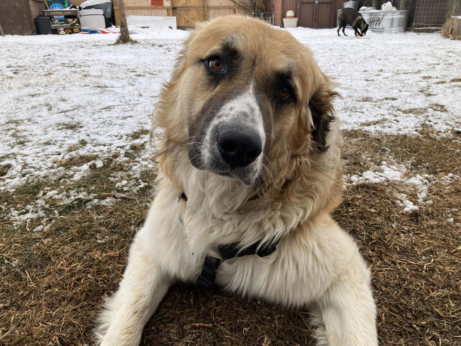 Joe, an adoptable Great Pyrenees in Winter Park, CO, 80482 | Photo Image 1