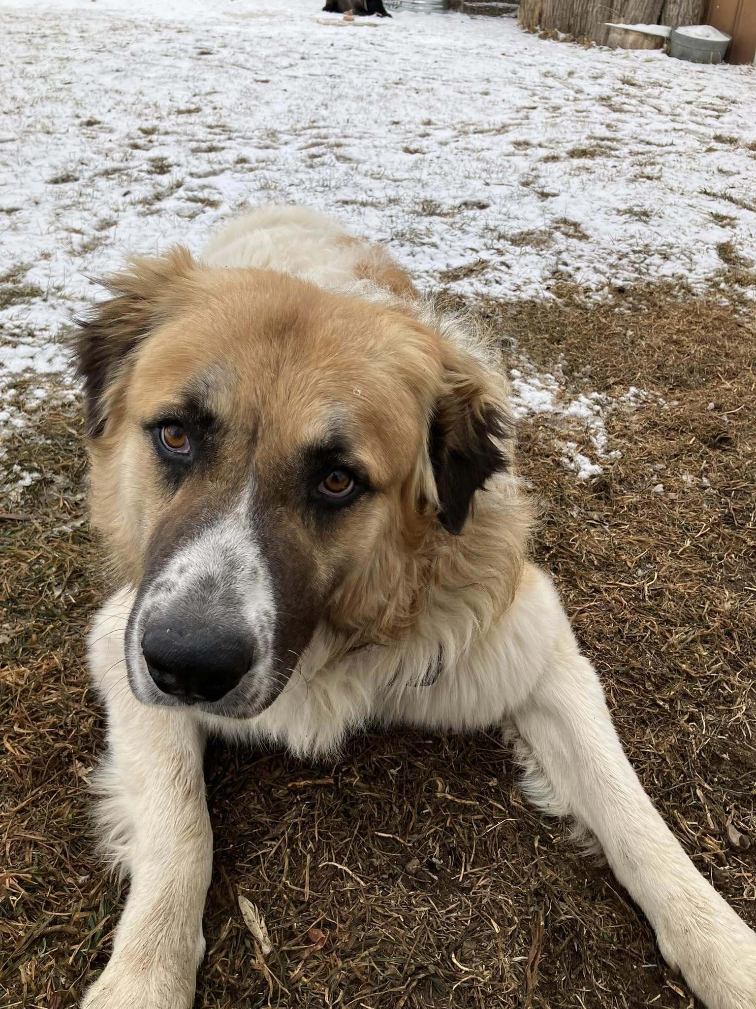 Joe, an adoptable Great Pyrenees in Winter Park, CO, 80482 | Photo Image 2