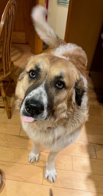 Joe, an adoptable Great Pyrenees in Winter Park, CO, 80482 | Photo Image 3
