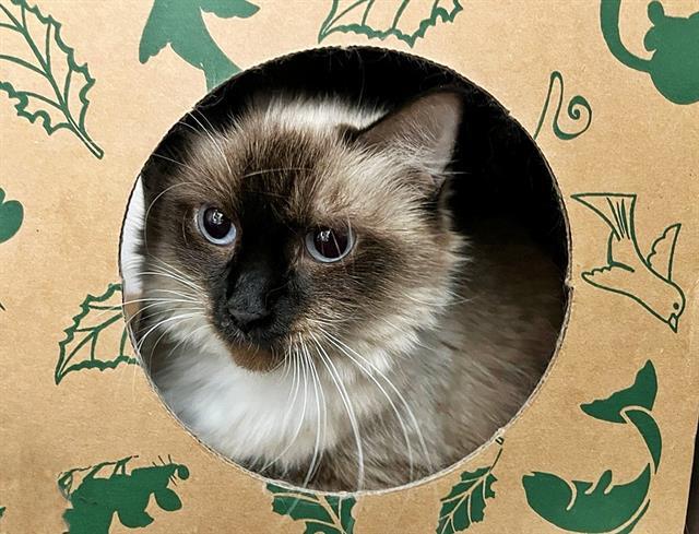 MULAN, an adoptable Himalayan in Saint Louis, MO, 63144 | Photo Image 1