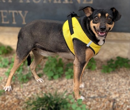 Ash, an adoptable Mixed Breed in Buchanan Dam, TX, 78609 | Photo Image 1