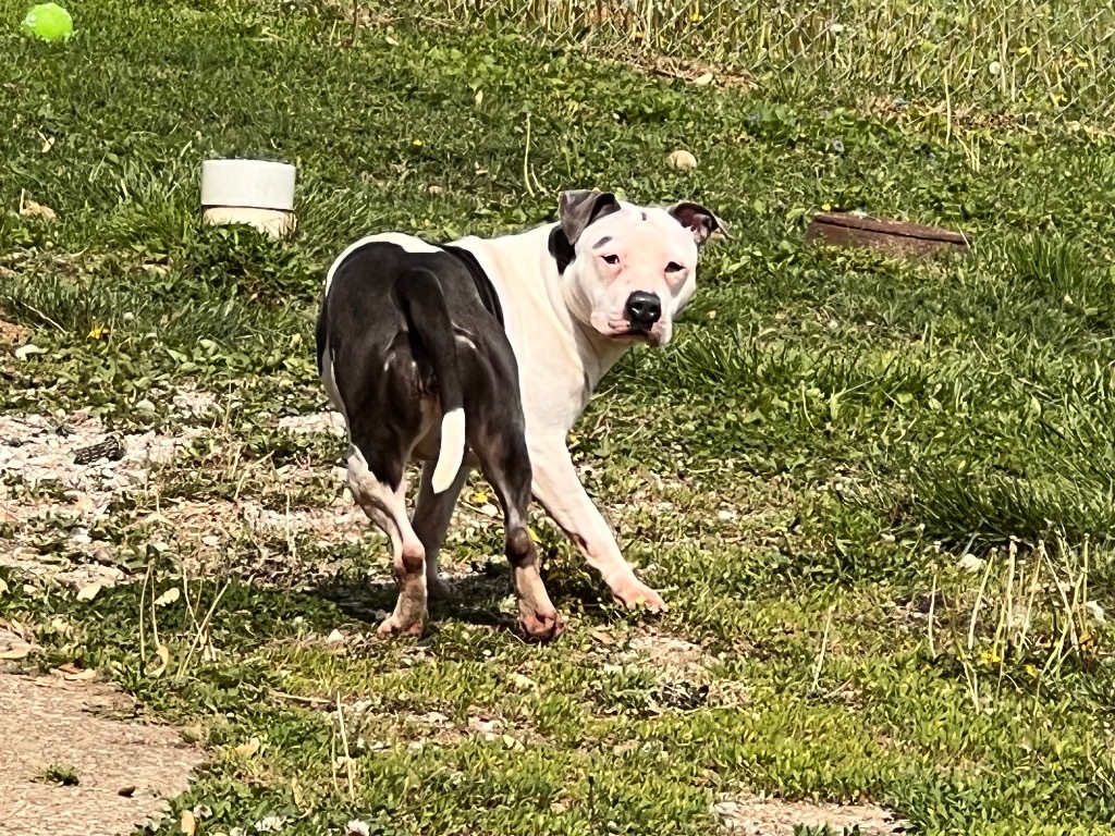 Trixie