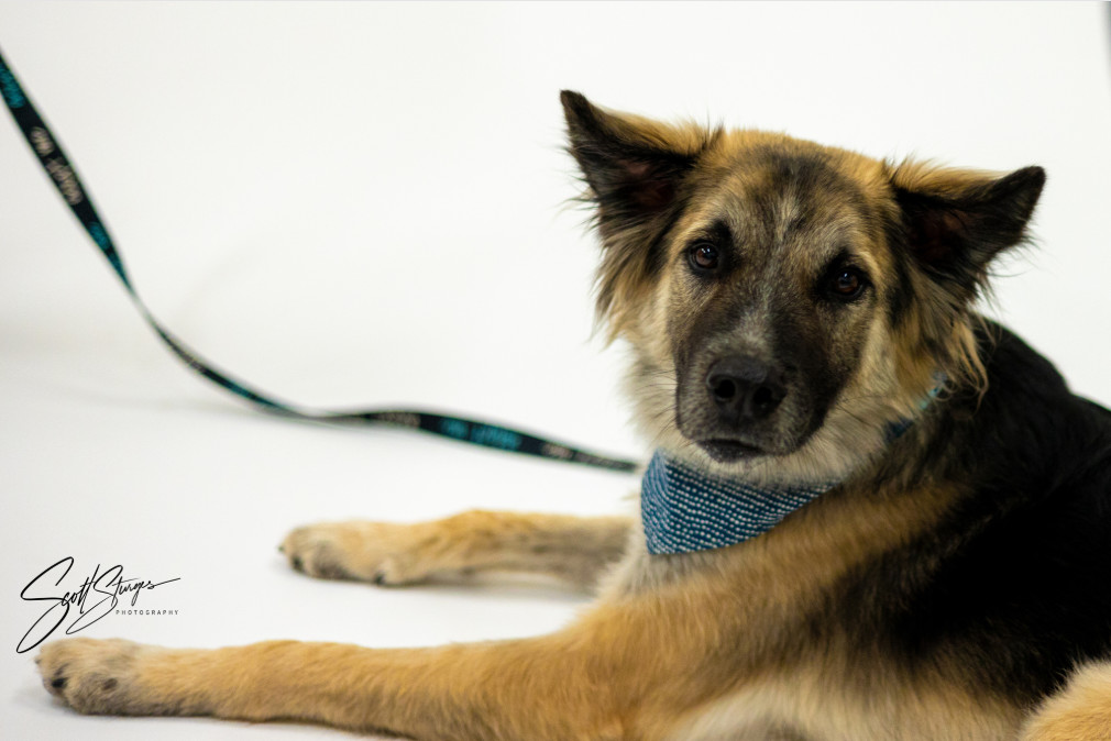 Piper, an adoptable Shepherd in Brooklyn Center, MN, 55429 | Photo Image 1