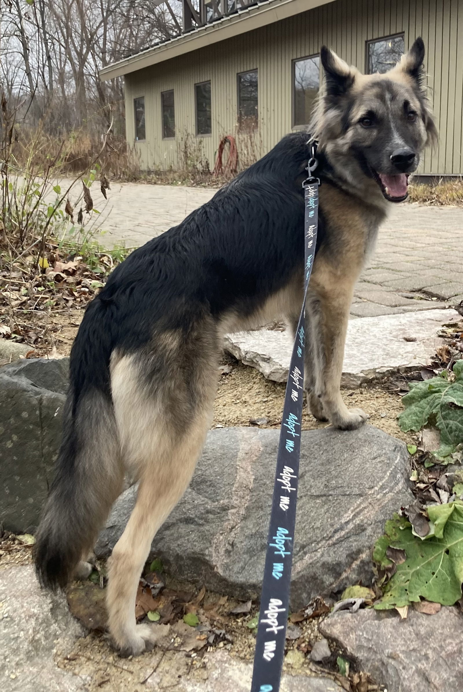 Piper