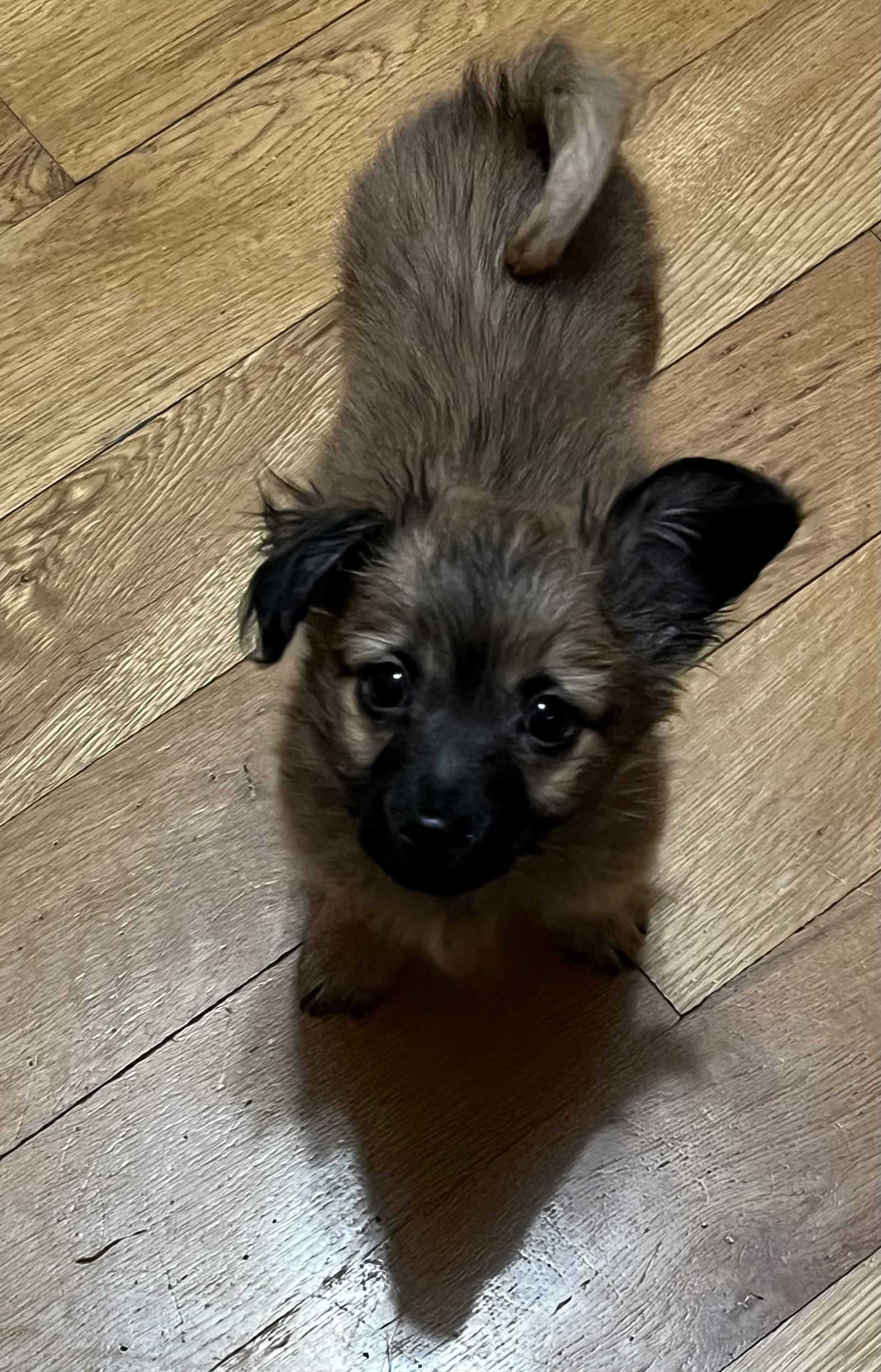 Beer Bros ~ Stout, an adoptable Papillon in Ashville, OH, 43103 | Photo Image 1