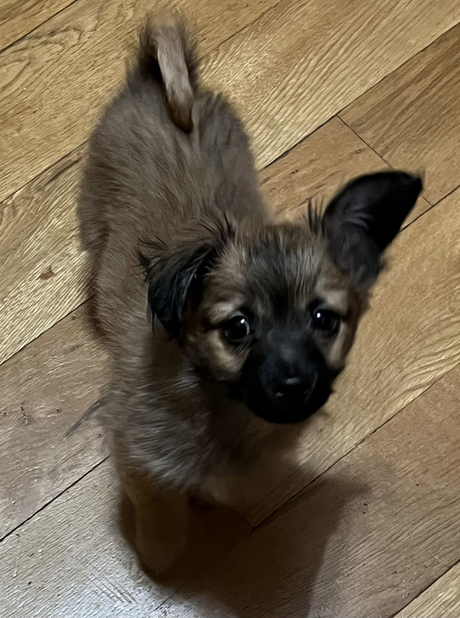 Beer Bros ~ Stout, an adoptable Papillon in Ashville, OH, 43103 | Photo Image 2